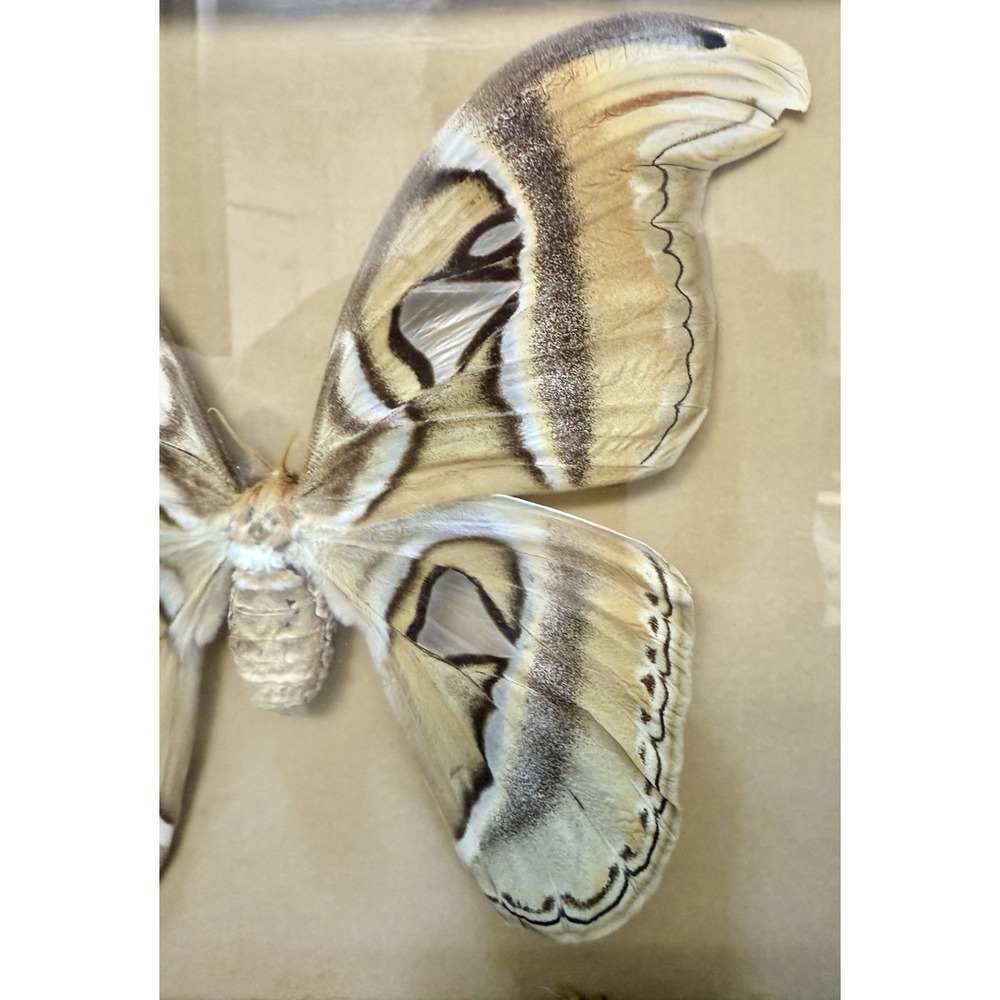 Vintage Framed Atlas Moth Attacus Atlas India Butterfly Man Laguna Beach - Picture 5 of 11